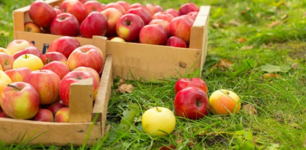 apples-750